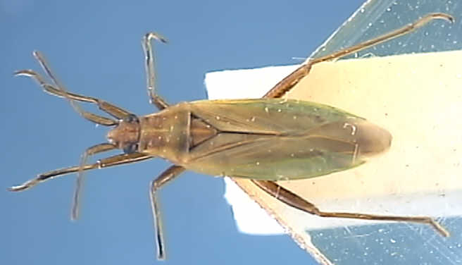 Stenodema holsatum